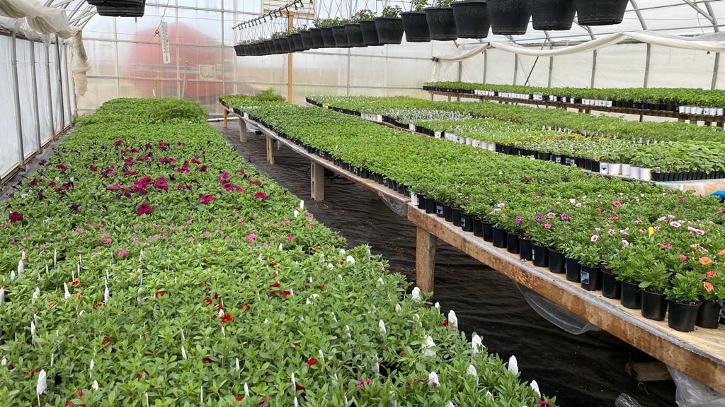 Kastle Gardens Greenhouse | 95054 Range Road 15-5, Taber, AB, Canada T0K, Taber, AB T1G 2C6, Canada | Phone: (403) 651-6736