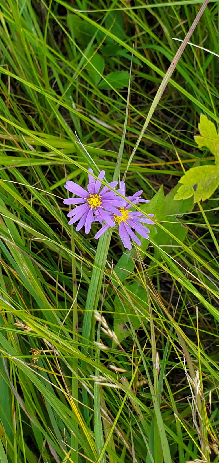 Prairie Tall Grass | Stuartburn, MB R0A 2E0, Canada | Phone: (204) 943-9029