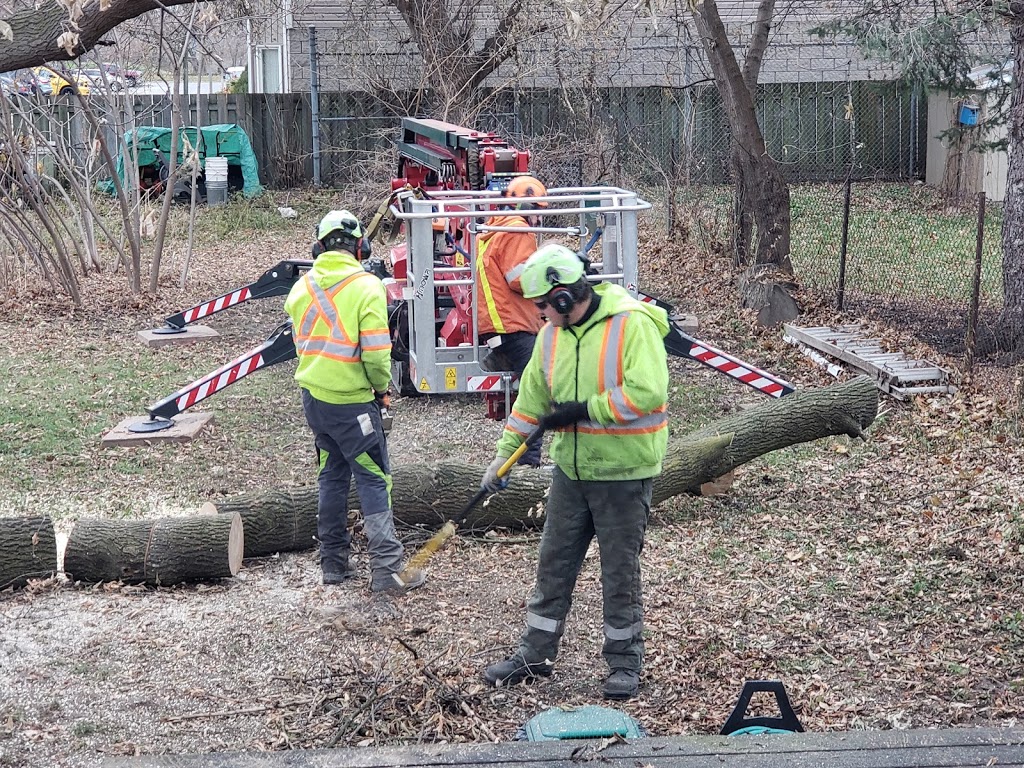 St. Catharines Tree Service | 14 Walsh Ave, St. Catharines, ON L2M 2M1, Canada | Phone: (905) 658-6586