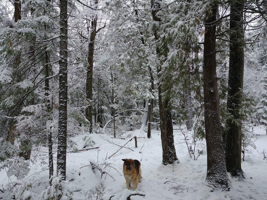 Boucher Forest | 91 Rue des Obiers, Gatineau, QC J9J, Canada | Phone: (819) 918-0595