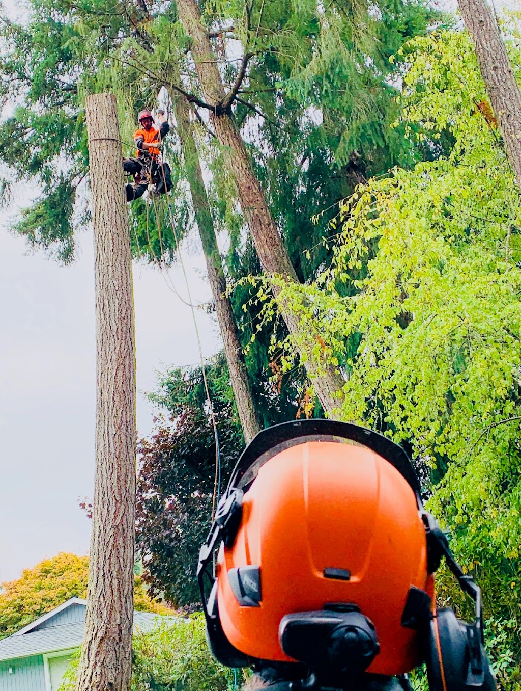 Viking Tree Care Ltd. | 223 Fourth Ave W, Qualicum Beach, BC V9K 1S3, Canada | Phone: (250) 882-5513