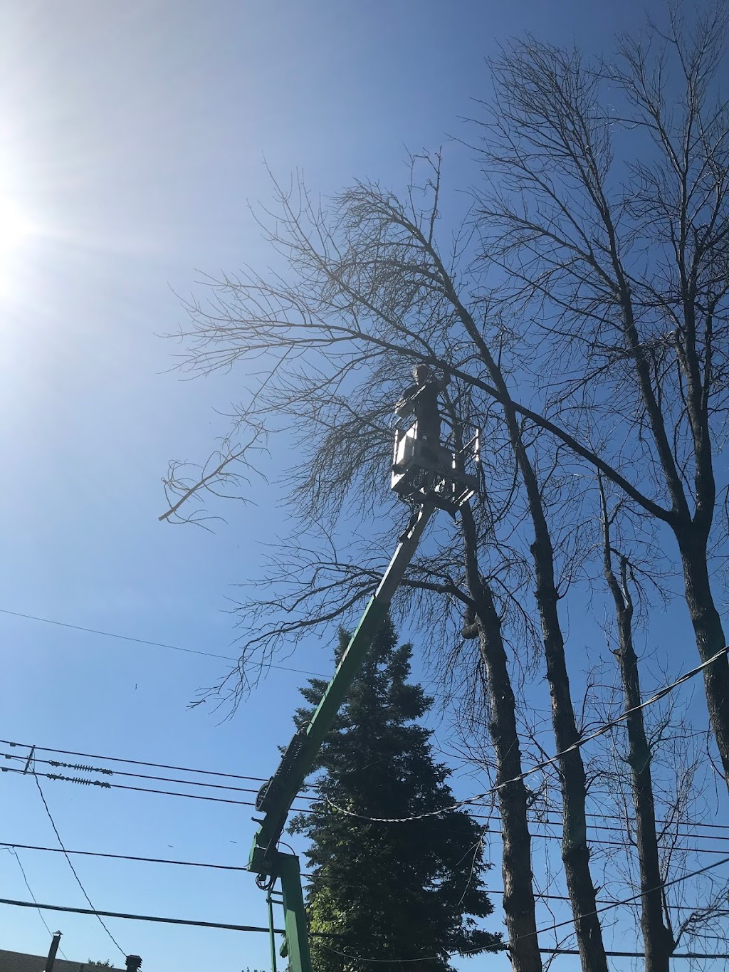 TAS Tree Removal & Pruning | 20 Rue de Lausanne, Kirkland, QC H9H 3Y6, Canada | Phone: (514) 701-2684