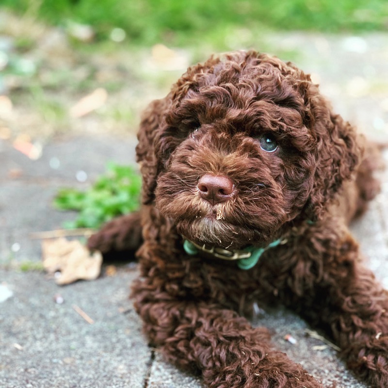 Lagotto Romagnolo of Canada | 420 Lowrys Rd, Parksville, BC V9P 2B5, Canada | Phone: (780) 573-8628