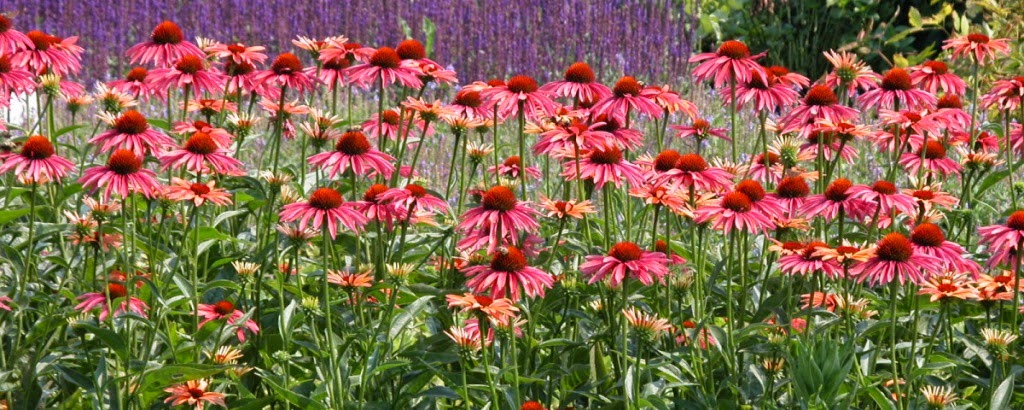 Whitehouse Perennials & Display Gardens | 594 Rae Rd, Almonte, ON K0A 1A0, Canada | Phone: (613) 256-3406