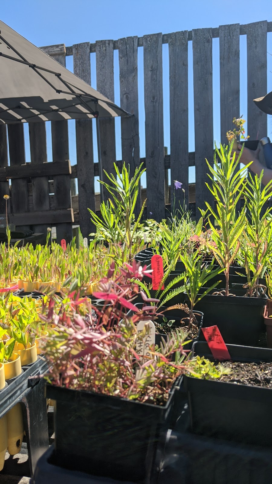 ALCLA Native Plants | Visits By Appointment Only, Calgary, AB T3L 2P5, Canada | Phone: (403) 889-4795