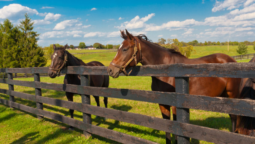 Maple Stables | 11772 17 Side Rd, Georgetown, ON L7G 4S6, Canada | Phone: (647) 937-2445