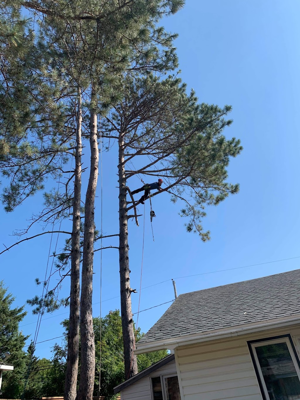 No Limits Tree Experts Inc. | 1359 NB-114, Lower Coverdale, NB E1J 1C5, Canada | Phone: (506) 609-8733