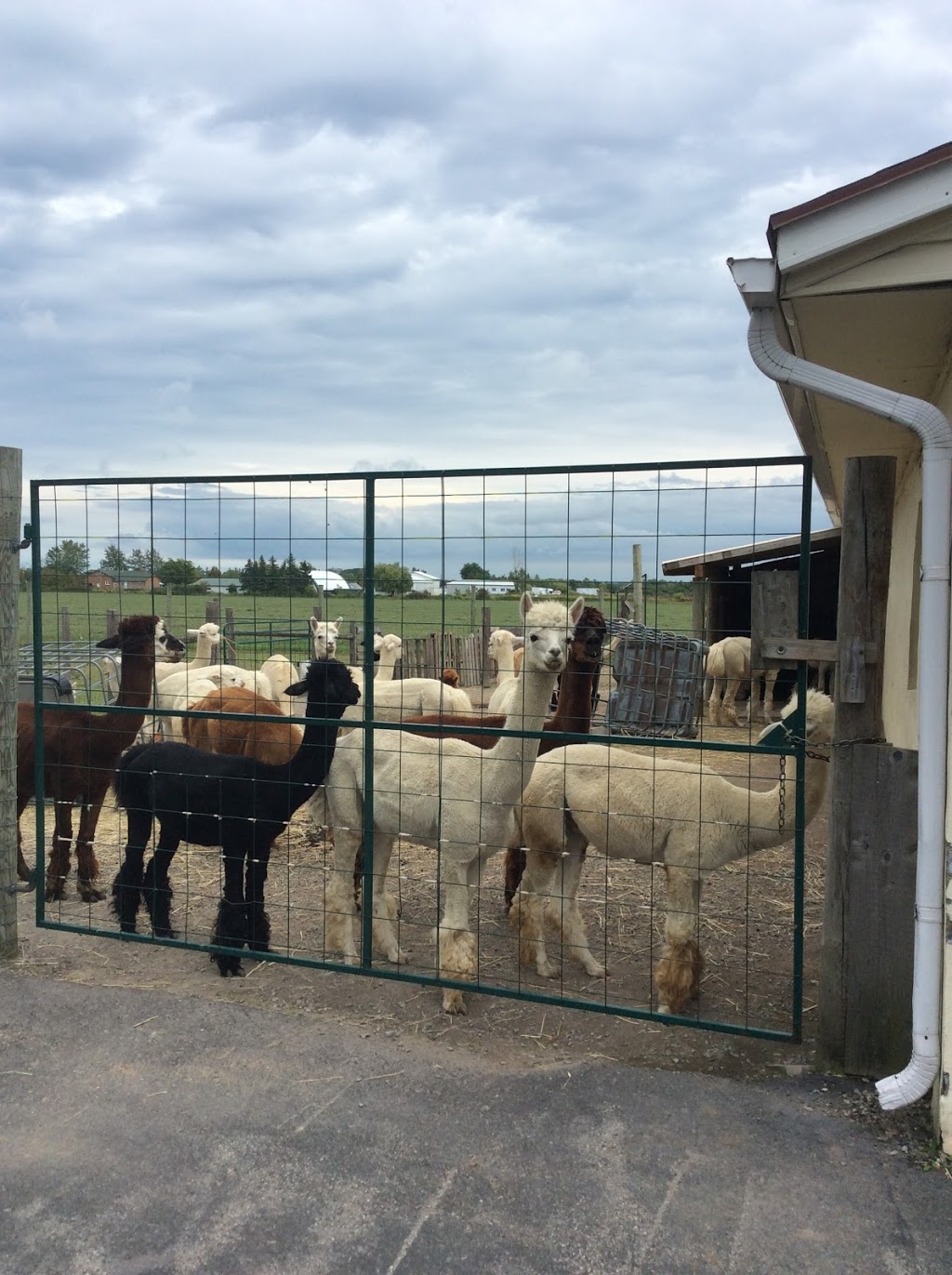 Alpacas from Eighth & Mud | 232 8th Rd E, Stoney Creek, ON L8J 3M2, Canada | Phone: (905) 308-6188