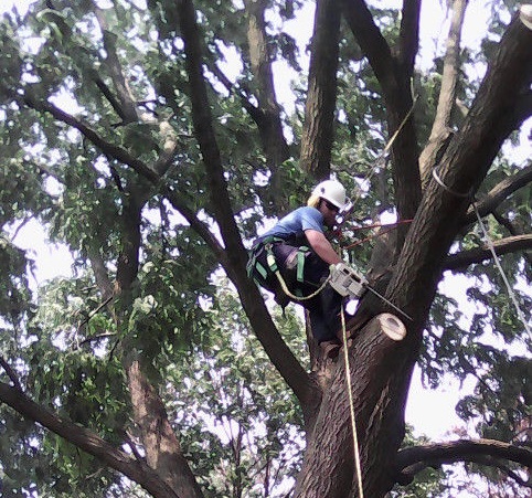 Francis Property and Tree Care | 2780 ON-35, Lindsay, ON K9V 4R4, Canada | Phone: (705) 241-9905