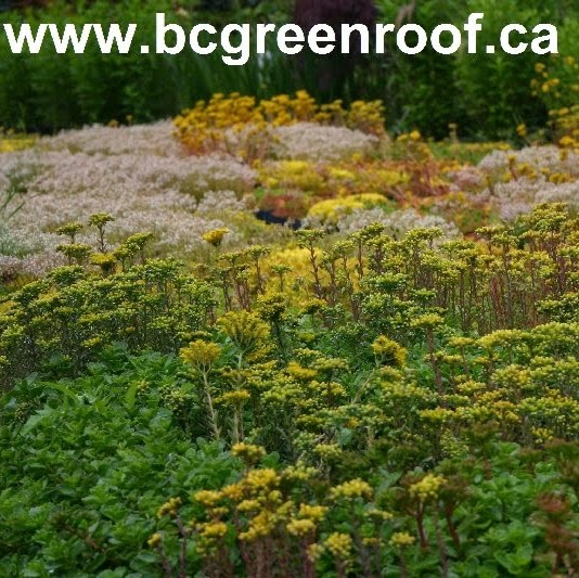 BC green roof Victoria | 2569 Lavinia Rd, Shawnigan Lake, BC V0R 2W2, Canada | Phone: (250) 220-0239