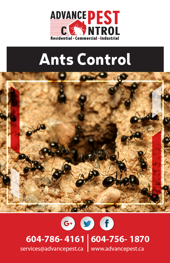 Pest Control Mission | 33764 Bowie Dr, Mission, BC V2V 7S3, Canada | Phone: (604) 786-4161