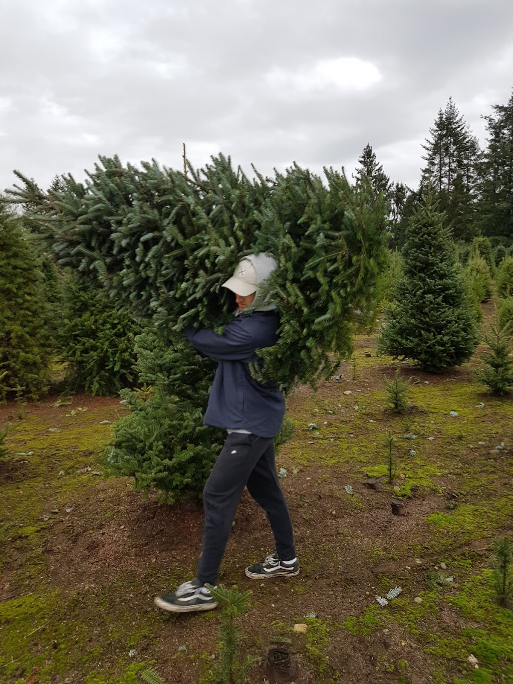 Frostys Family Christmas Tree | 24488 52 Ave, Langley Twp, BC V2Z 1E1, Canada | Phone: (604) 856-4889