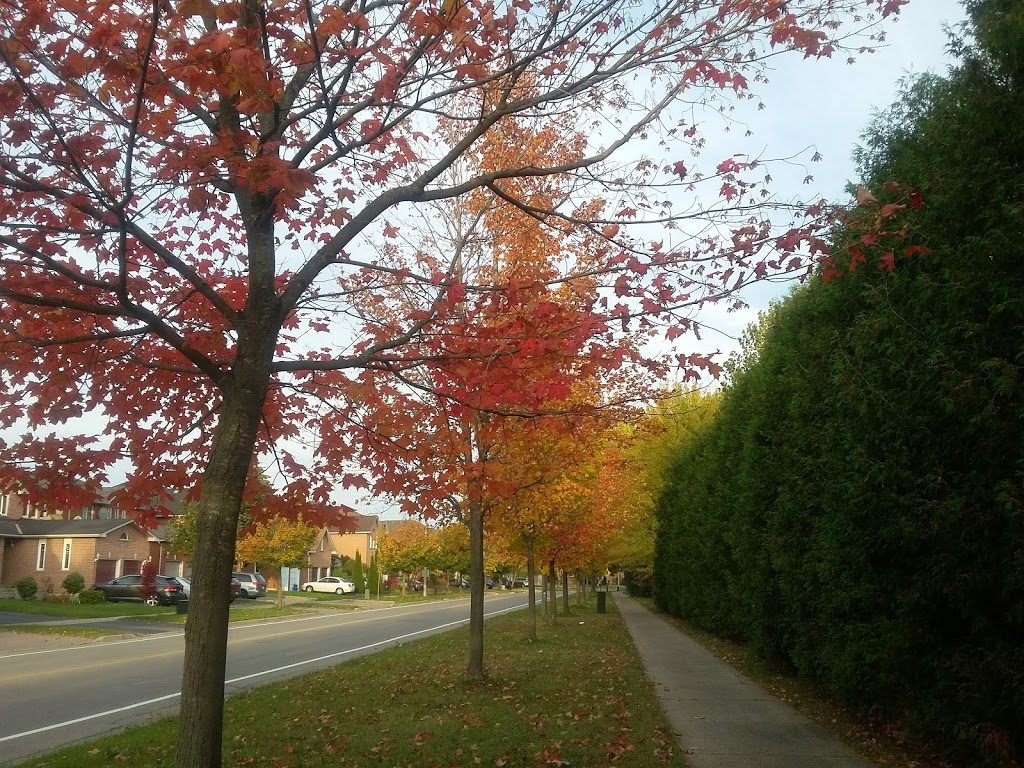 Tree House Parkette | Richmond Hill, ON L4S 2M7, Canada | Phone: (905) 771-8870