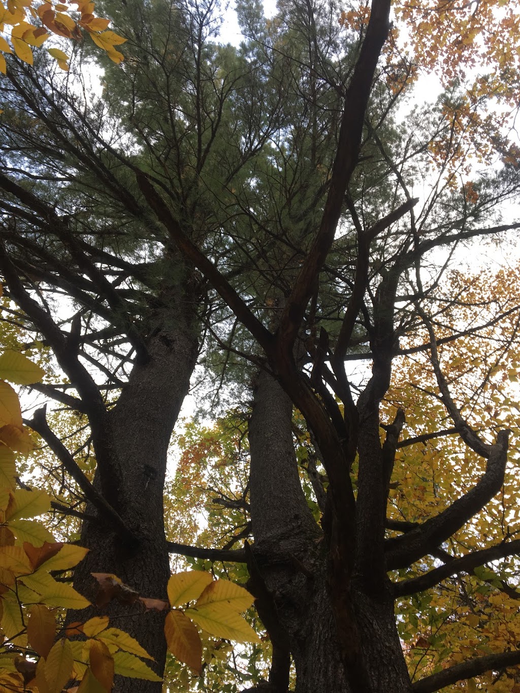 Parc de la Coulée | Rue du Clos Toumalin, Prévost, QC J0R 1T0, Canada