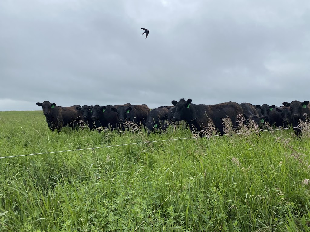 Flaghill Ranch Grass Fed Beef | NE 12 33, 17, Craigmyle, AB T0J 0T0, Canada | Phone: (403) 857-8016