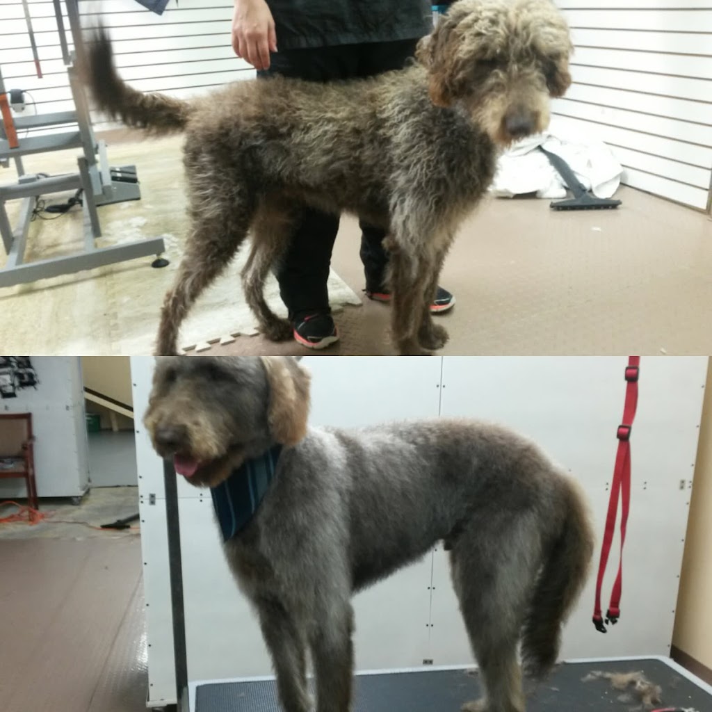 Woof N Cuts | 50 Dr Kay Dr, Schomberg, ON L0G 1T0, Canada | Phone: (905) 939-9339
