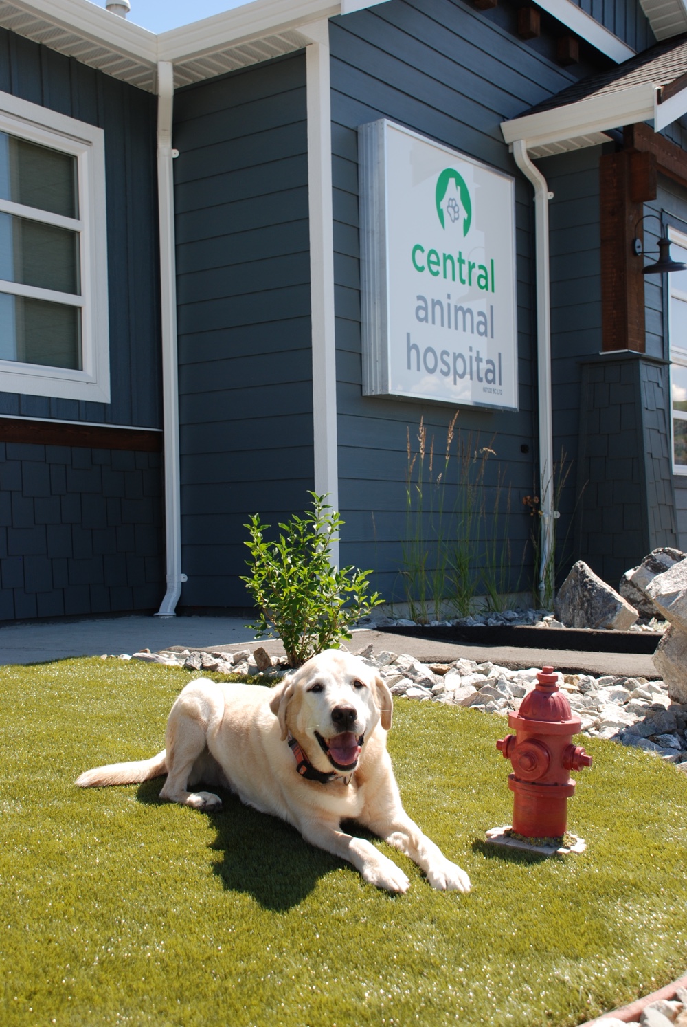 Central Animal Hospital | 1901 Kalamalka Lake Rd, Vernon, BC V1T 6V5, Canada | Phone: (250) 549-0402