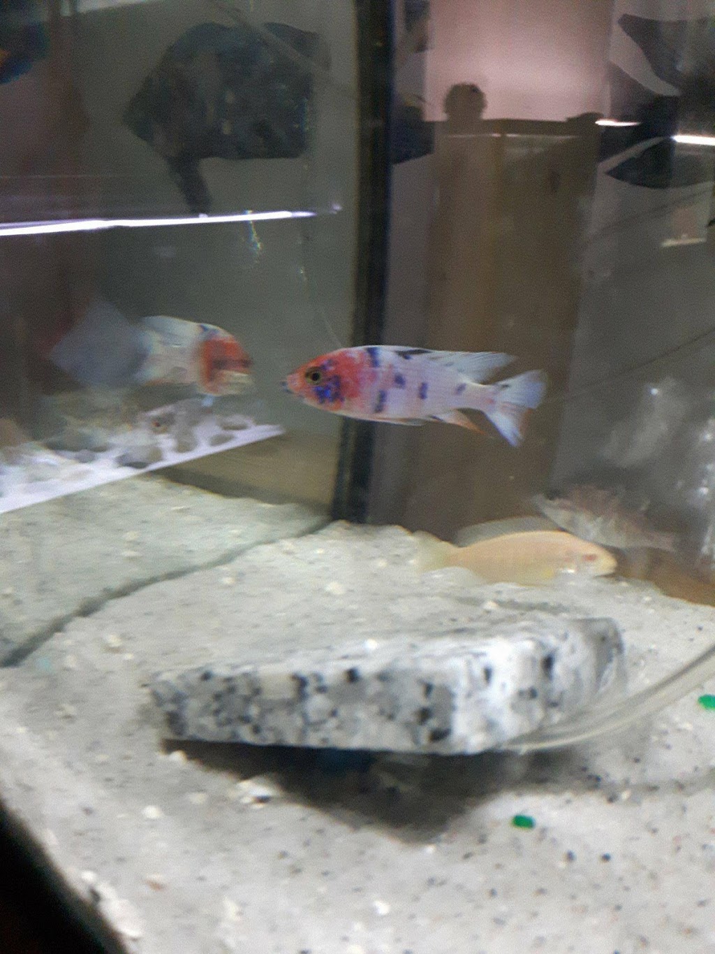 Mohawk Cichlids | Deserontyon Dr, Deseronto, ON K0K 1X0, Canada | Phone: (613) 604-3401