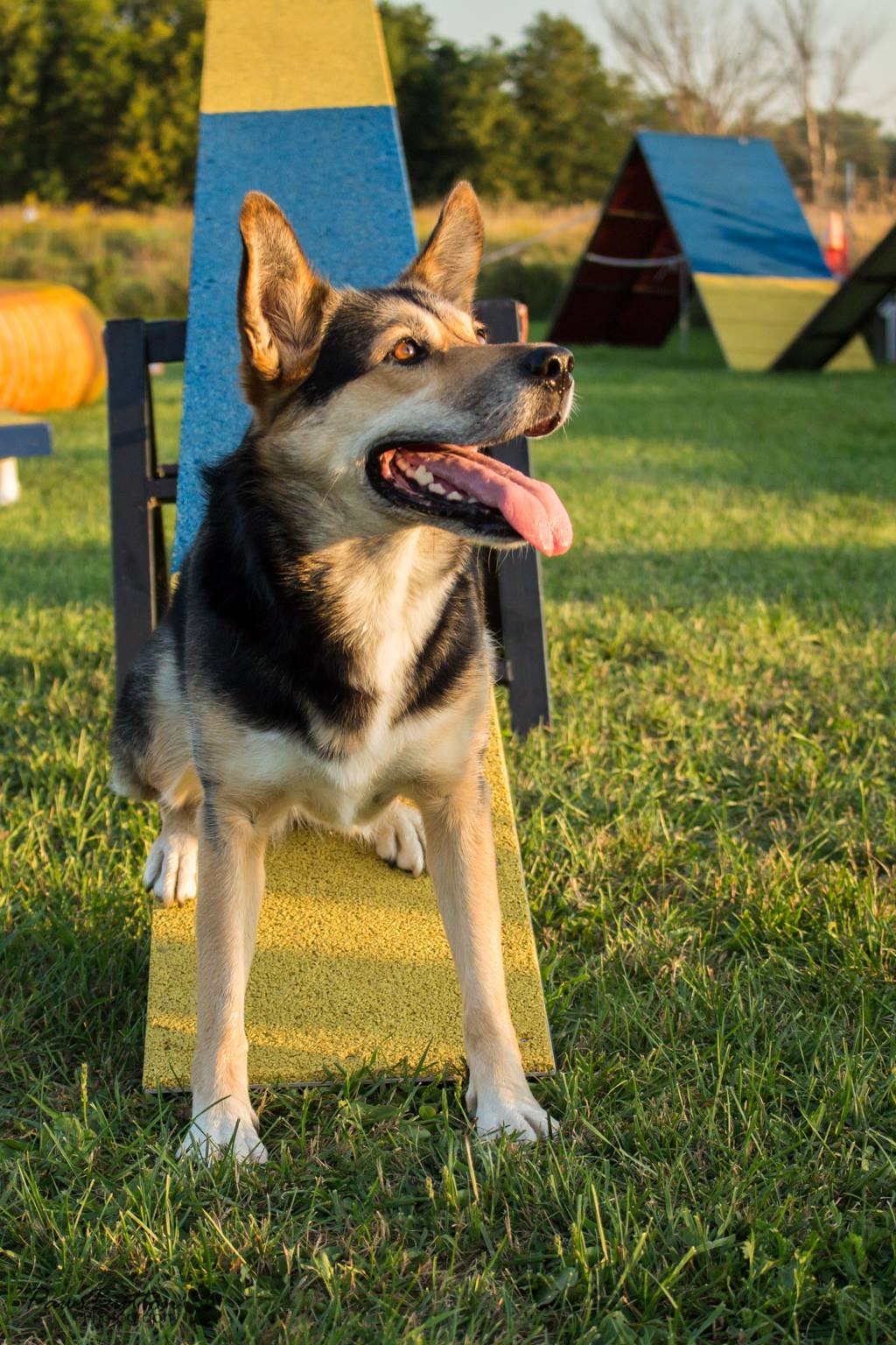 Dogz Canine Sports Centre | 3859 Carling Ave, Nepean, ON K2K 2Y7, Canada | Phone: (613) 768-9793