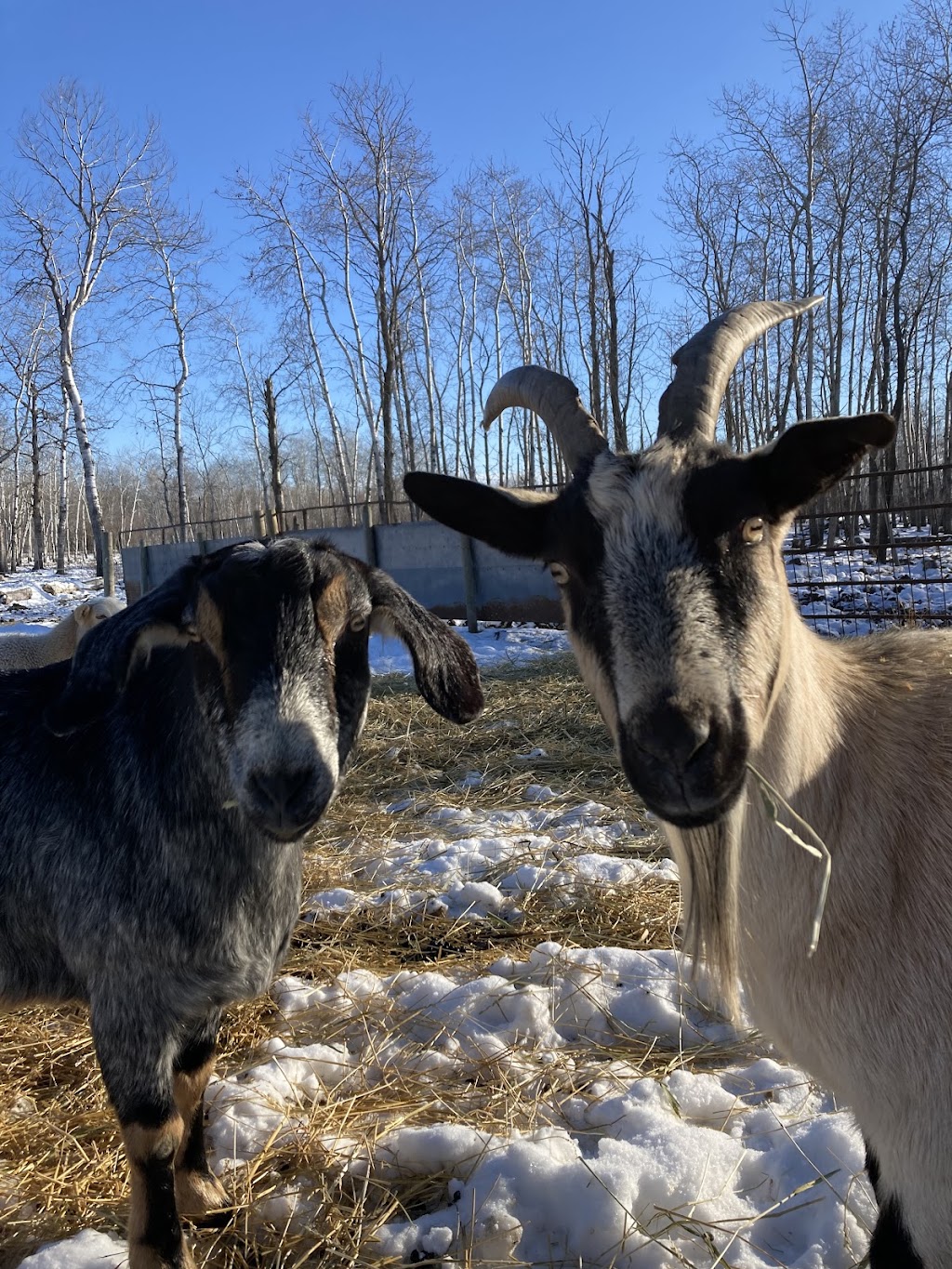 Free From Farm Sanctuary | 51046 Municipal Rd 38 E, Ste-Geneviève, MB R5J 0A4, Canada | Phone: (204) 791-7188