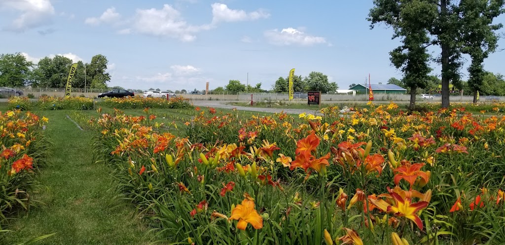 Dynamic Daylilies Inc. | 4500 S Service Rd, Beamsville, ON L0R 1B1, Canada | Phone: (905) 617-0788