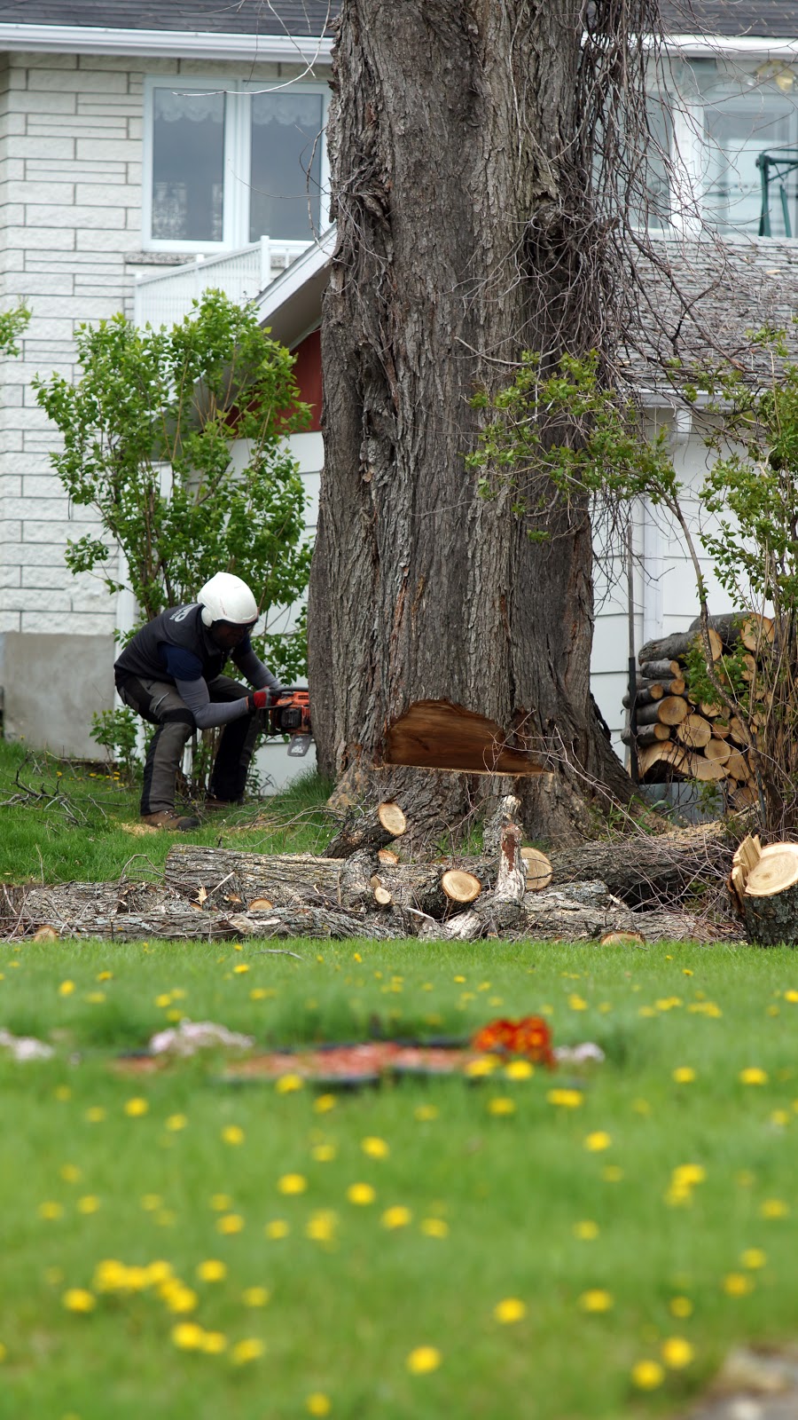 les Arboriculteurs du lac | 645 Av. Labrecque, Alma, QC G8B 2Z6, Canada | Phone: (418) 668-7014