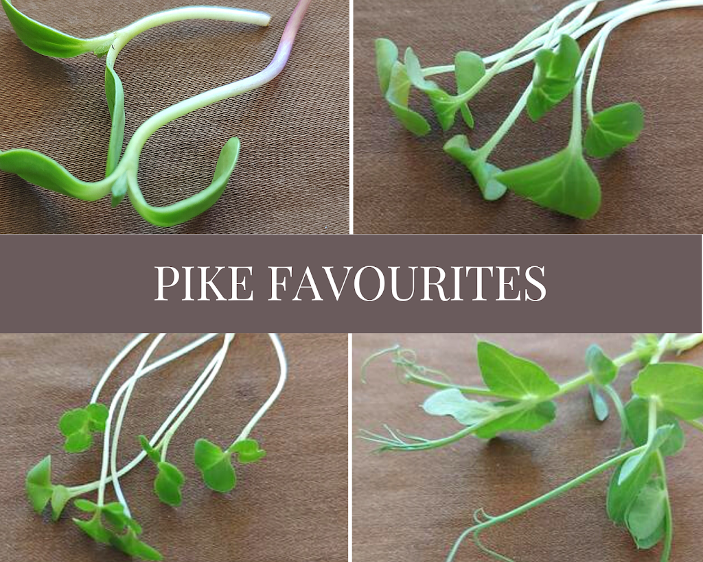 Pike Microgreens | 3362 Henry St, Port Moody, BC V3H 2K5, Canada | Phone: (236) 513-8202