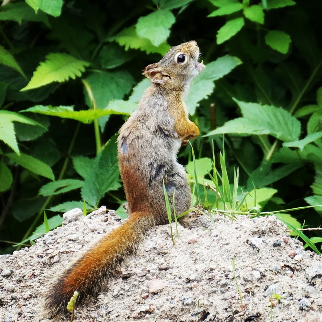 Mastigouche Wildlife Sanctuary | Saint-Alexis-des-Monts, QC J0K 1V0, Canada