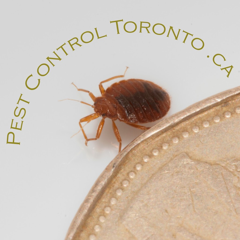 Pest Control Toronto .ca | 639 Dupont St #504, Toronto, ON M6G 1Z4, Canada | Phone: (416) 321-5060