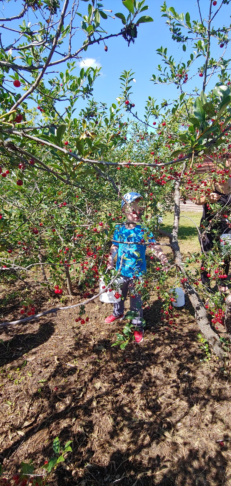 Sweet Acres Orchards | 1506, Township Rd 354, Red Deer County, AB T4G 0J3, Canada | Phone: (403) 227-1301