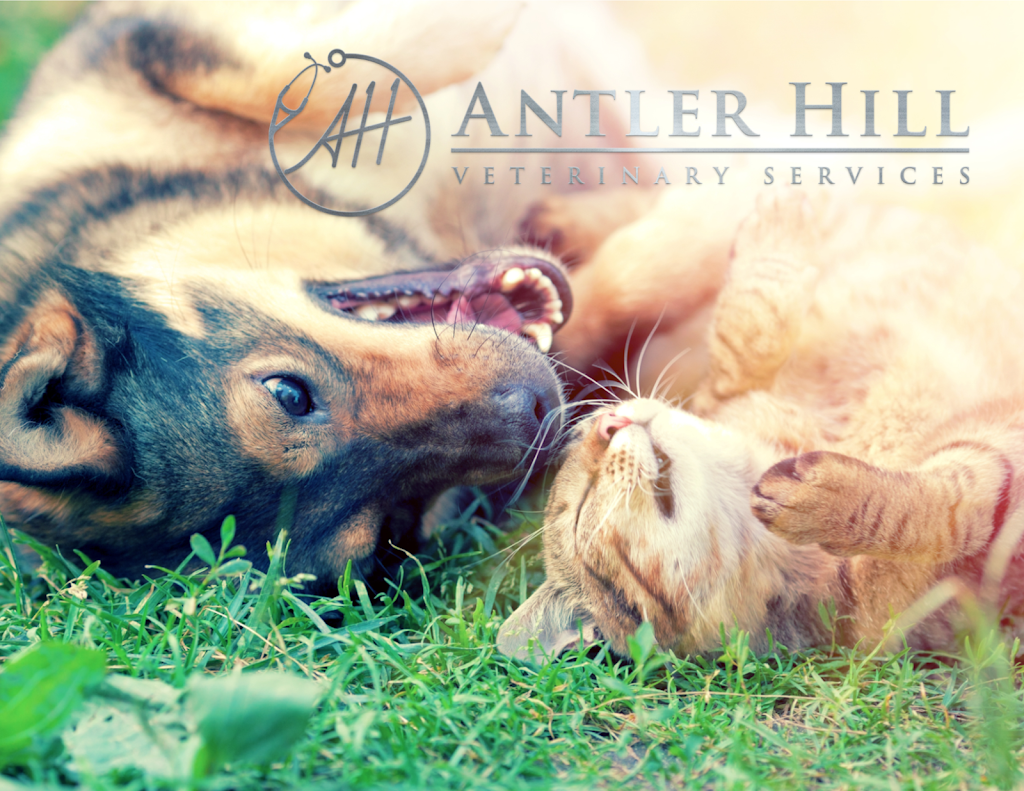 Antler Hill Veterinary Services | 9 Hawkridge Blvd #109, Penhold, AB T0M 1R0, Canada | Phone: (587) 802-5111