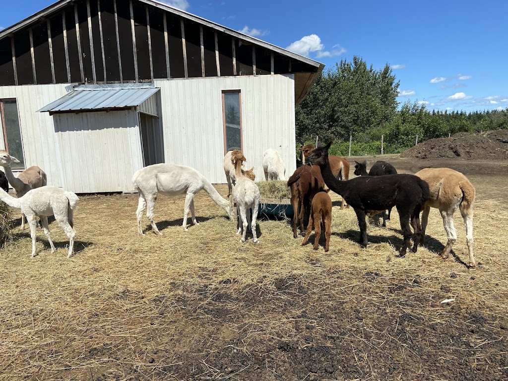 Ferme Les Alpagas Là! Là! | 518 Rang O, Saint-Ambroise, QC G7P 2X7, Canada | Phone: (418) 321-5252