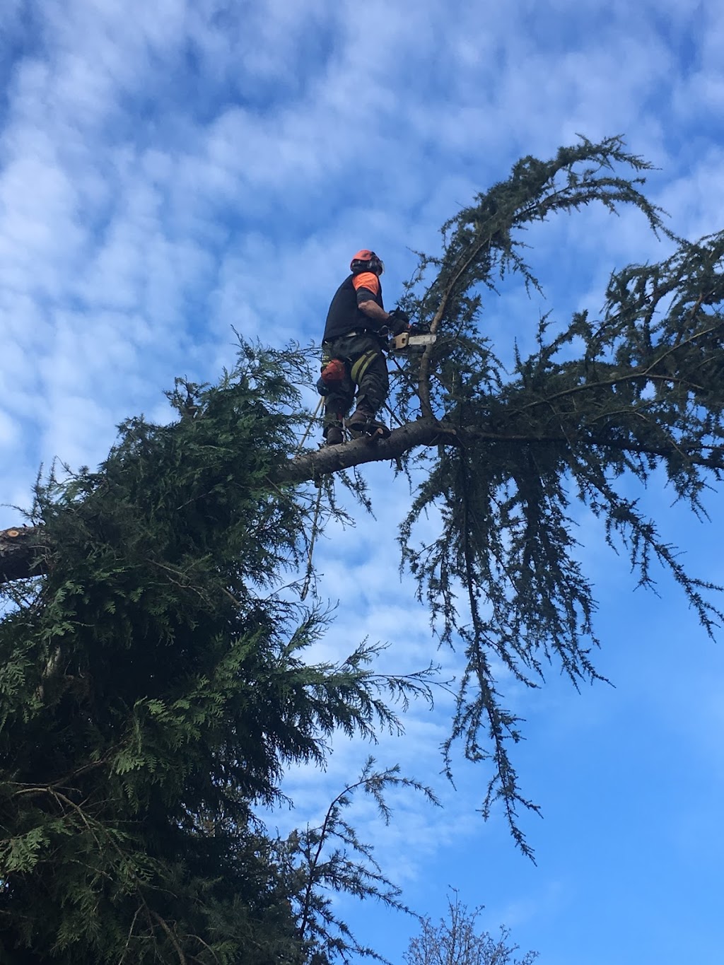 Country Tree Service | 18814 8 Ave, Surrey, BC V3S 9R9, Canada | Phone: (604) 535-1201