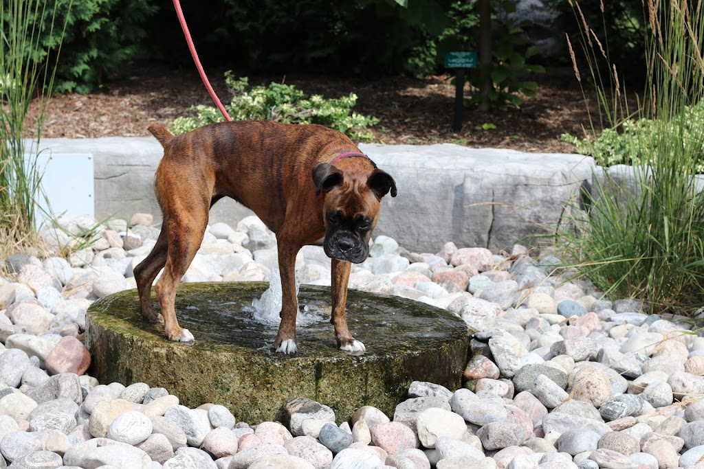 Home Away From Home Doggie Daycare | 4321 Simcoe County Rd 124, Collingwood, ON L9Y 3Z1, Canada | Phone: (705) 446-3046