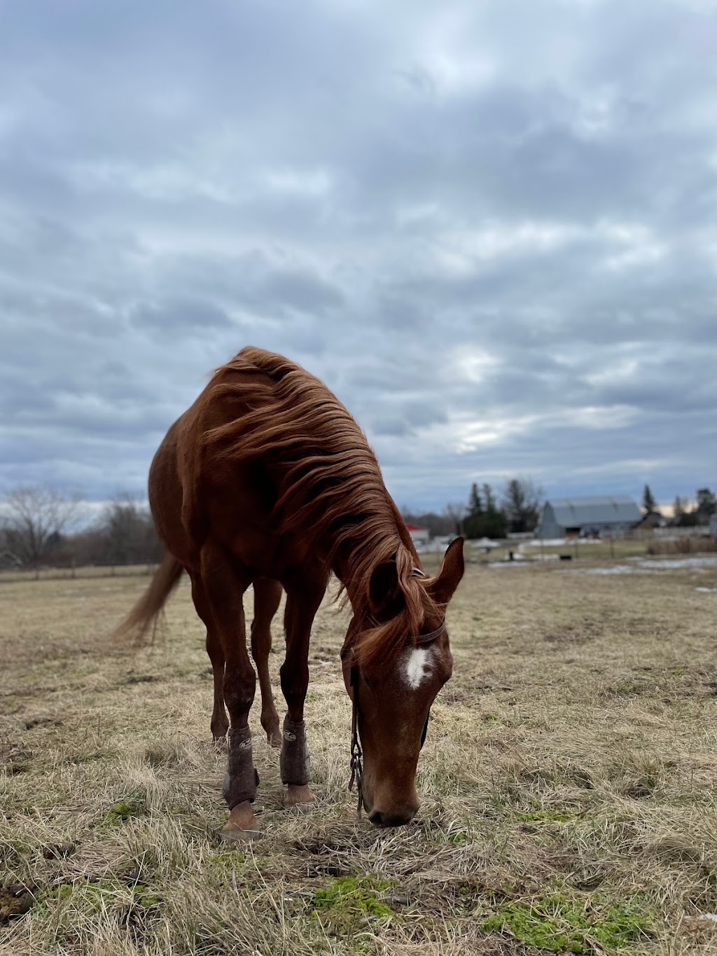 Domaine équestre de la Rivière | 1845 Rang du Bas de lAssomption N, LAssomption, QC J5W 2H9, Canada | Phone: (514) 265-8033