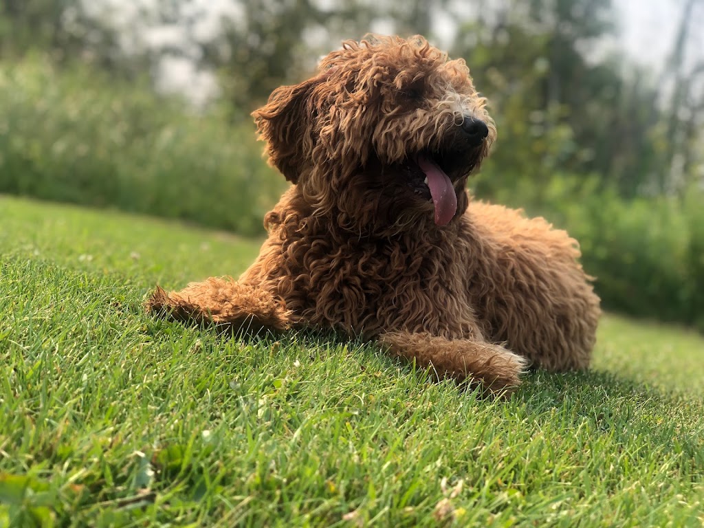 Goldendoodle Treasures | Rd 7W, Lowe Farm, MB R0G 1E0, Canada | Phone: (204) 746-6908