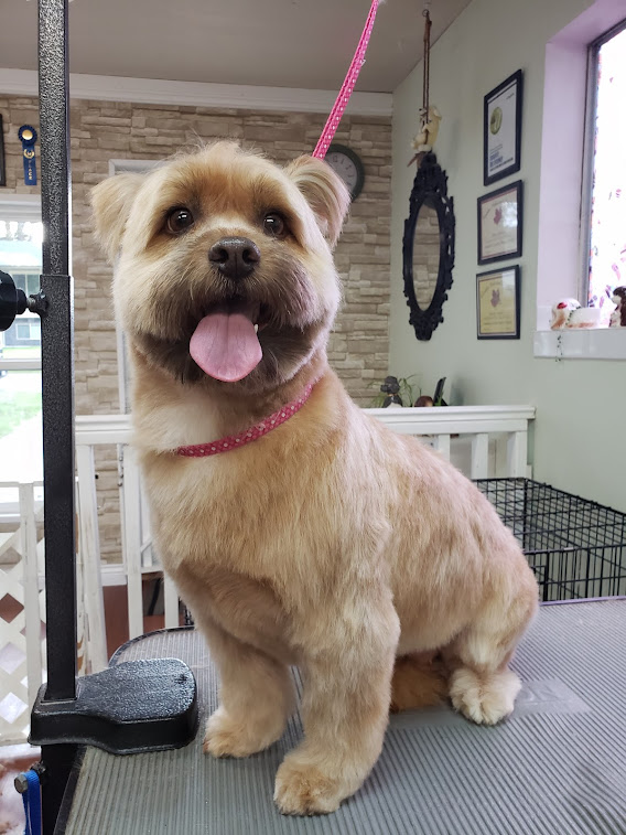 Fetching Fur Dog Grooming | 34517 Pearl Ave, Abbotsford, BC V2S 2V7, Canada | Phone: (604) 853-3647