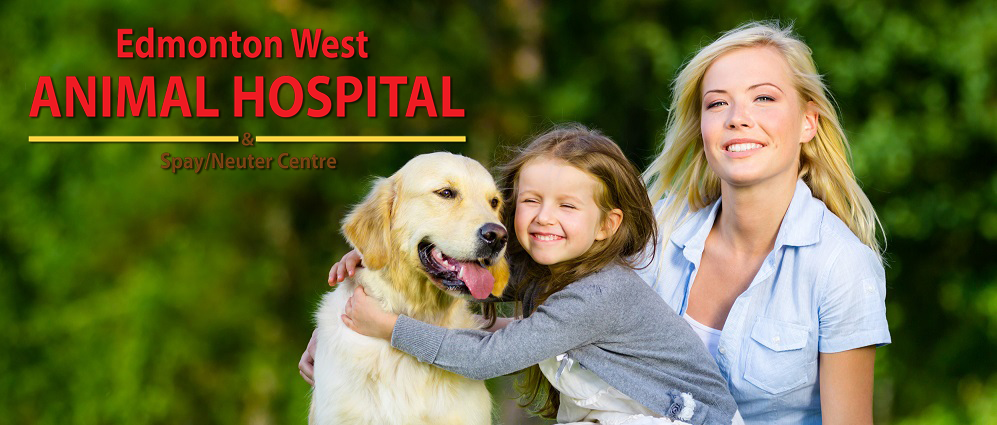 Edmonton West Animal Hospital & Spay/Neuter Centre | 10214 142 St NW, Edmonton, AB T5N 2N8, Canada | Phone: (780) 488-0124