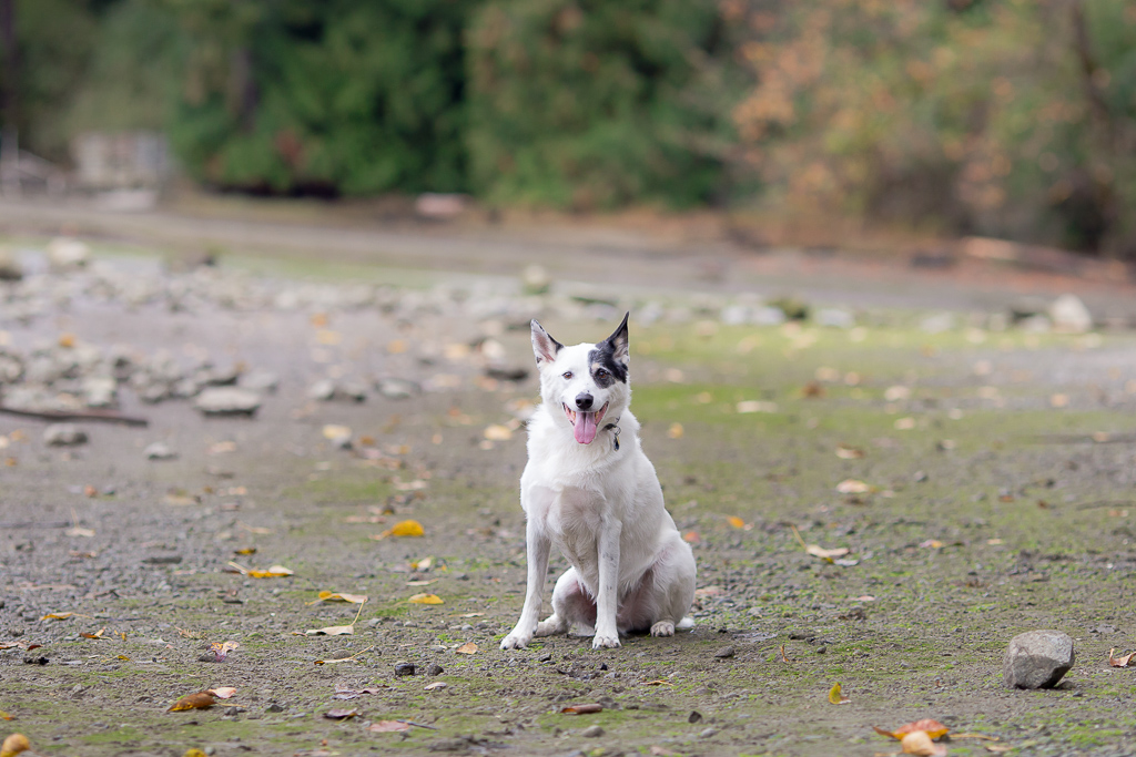 Farfel, Fetch! Pet Photography | 20176 68 Ave, Langley, BC V2Y 2X7, Canada | Phone: (778) 878-0959