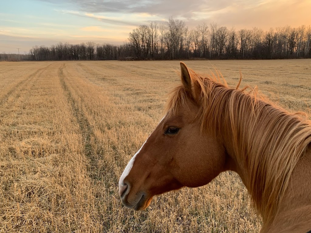 Cloud 9 Equine Therapy | 31061 Ekron Rd 37E, Sarto, MB R0A 0R0, Canada | Phone: (204) 392-6308