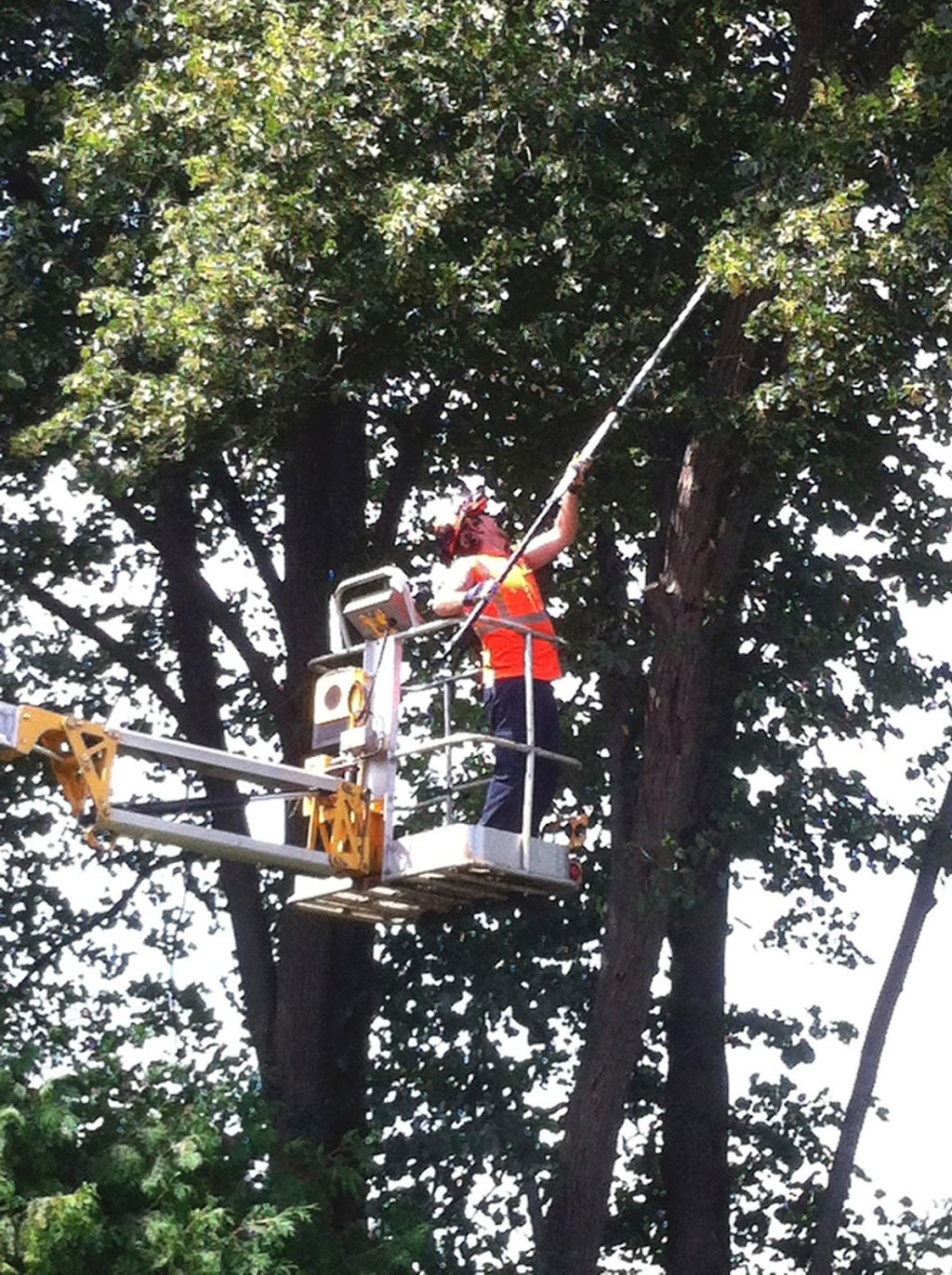 Muskoka North Tree Care | 160 Two Rd, Gravenhurst, ON P1P 1R2, Canada | Phone: (705) 242-2617