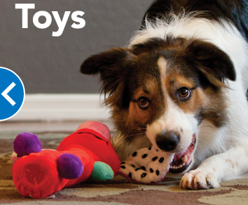 PetSmart | 255 Kanata Ave, Kanata, ON K2T 1K5, Canada | Phone: (613) 254-9989