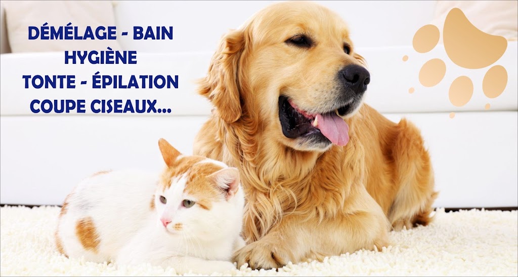 Happy Paws | 4878 Bd Saint-Charles, Pierrefonds - Roxboro, QC H9H 3E2, Canada | Phone: (514) 620-1777