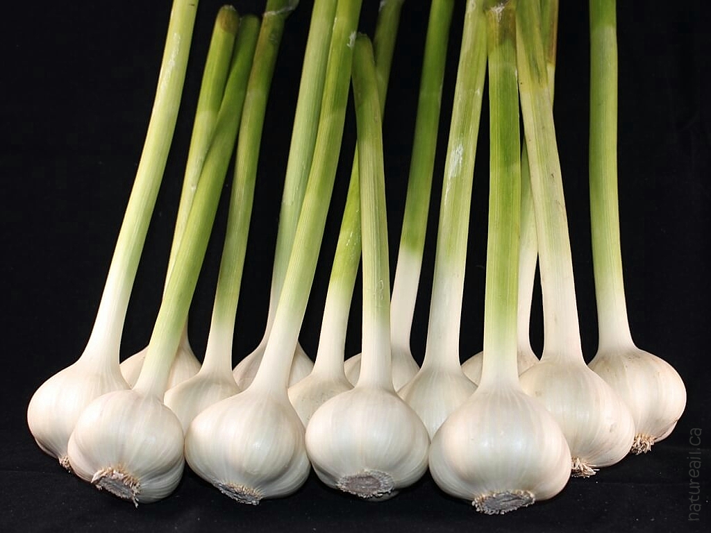 Jardin Nature Ail Garlic | 729 QC-255, Dudswell, QC J0B 1G0, Canada | Phone: (819) 388-1309