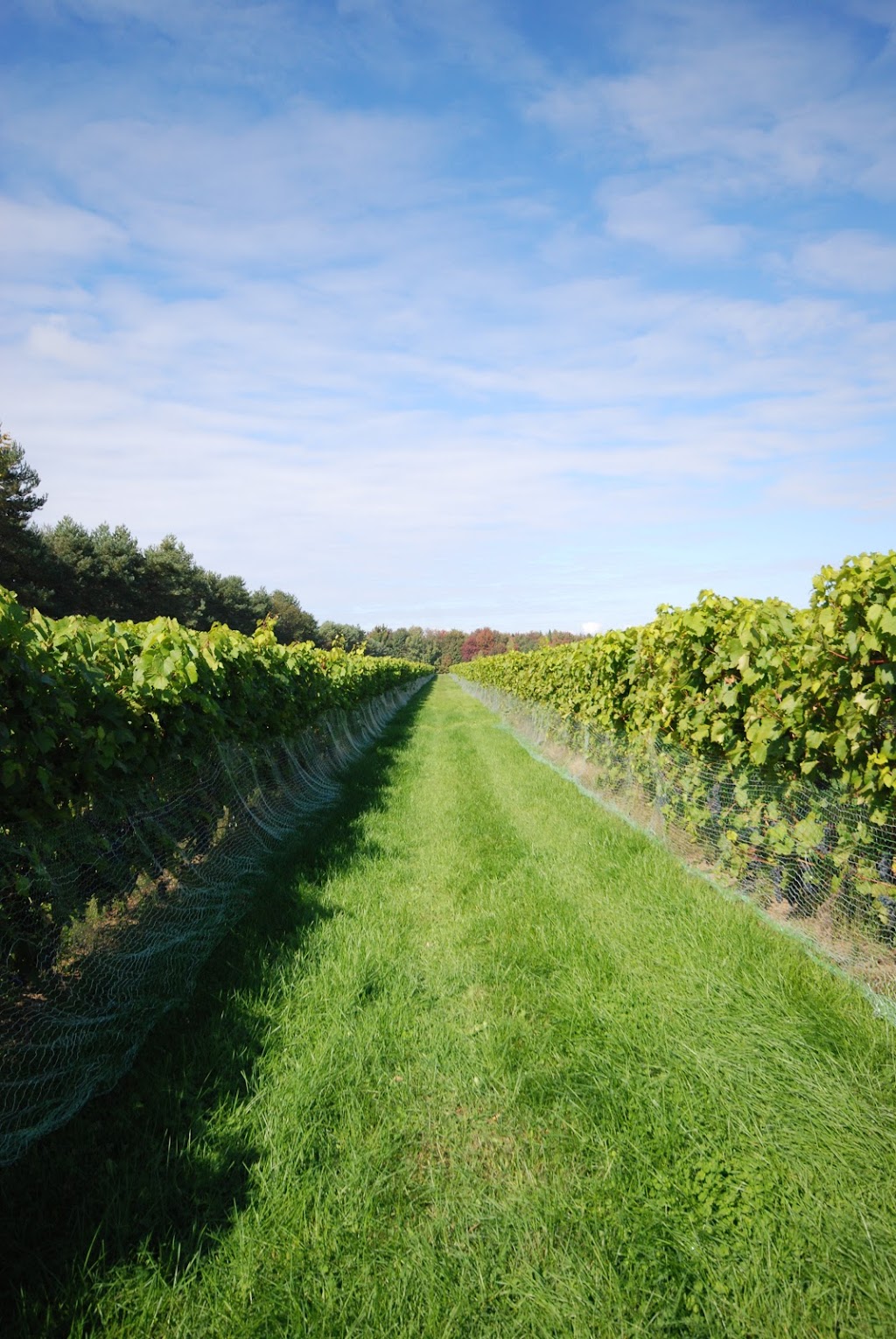 Vignoble Mondor | 137 Rang St Henri, Lanoraie, QC J0K 1E0, Canada | Phone: (450) 541-1774