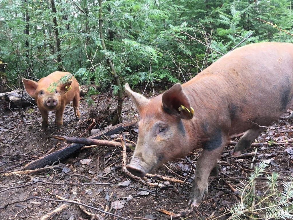 Ferme EcoLoko | 197 Rang des Collines, Brébeuf, QC J0T 1B0, Canada | Phone: (514) 295-2917