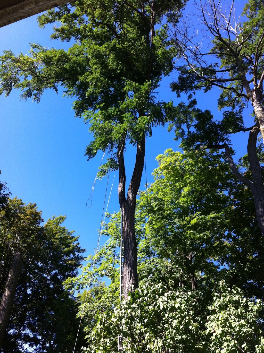 Marchuk Contracting Tree Service | 14 Esplanade Rd, Brampton, ON L6T 2C7, Canada | Phone: (647) 801-7596