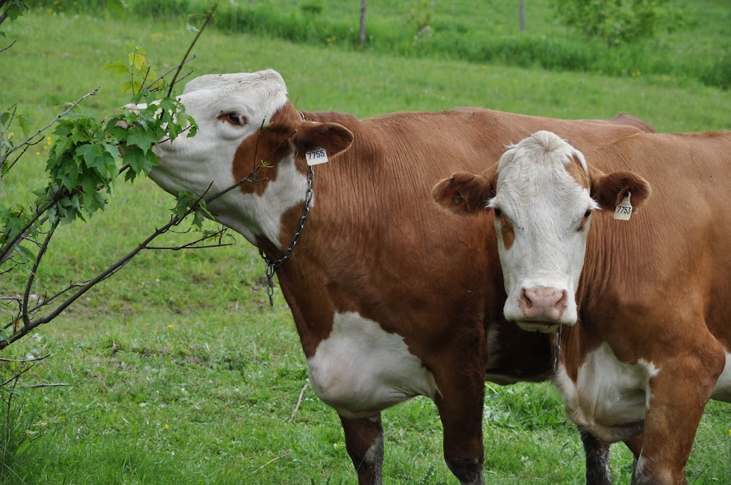 Ferme délevage Veilleux | 170 4e Rang S, Saint-Victor, QC G0M 2B0, Canada | Phone: (418) 588-5745