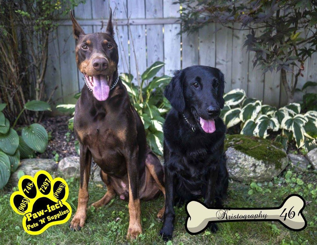 Dogs BeHaven Training Solutions | 72 2nd St, Beeton, ON L0G 1A0, Canada | Phone: (905) 729-0173