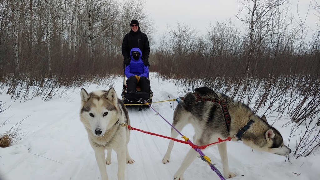 Harness Adventure Mushing Co. | Trans-Canada Hwy, Richer, MB R0E 1S0, Canada | Phone: (431) 232-3237